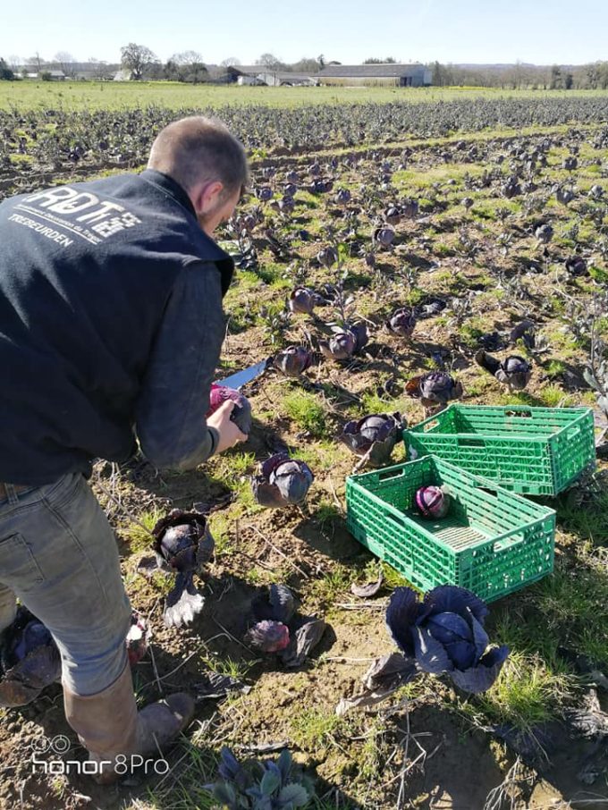 Le Potager de Kergistalen -  culture de pleine terre