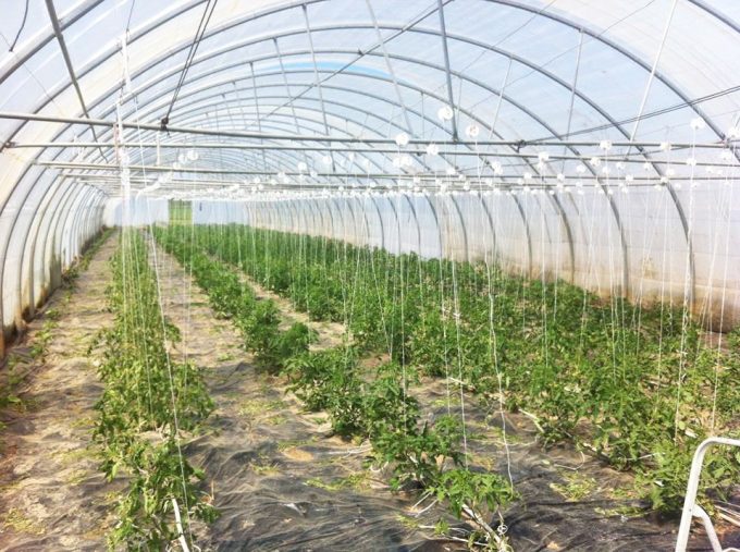 Le Potager de Kergistalen - culture sous serre