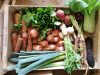 Le Potager de Kergistalen - panier de bio légumes variés