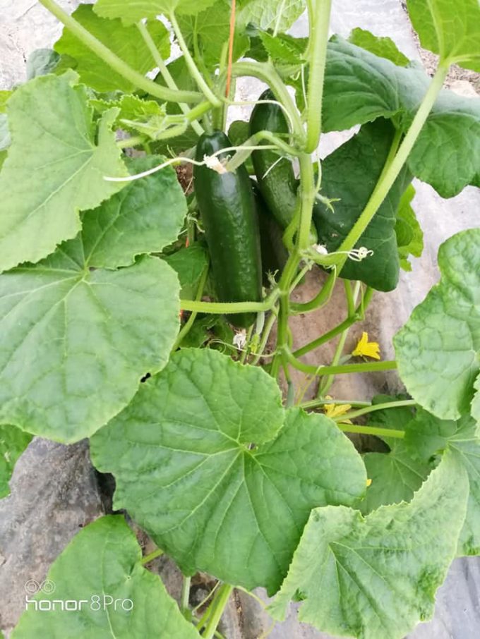 Le Potager de Kergistalen - concombres