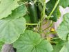 Le Potager de Kergistalen - concombres