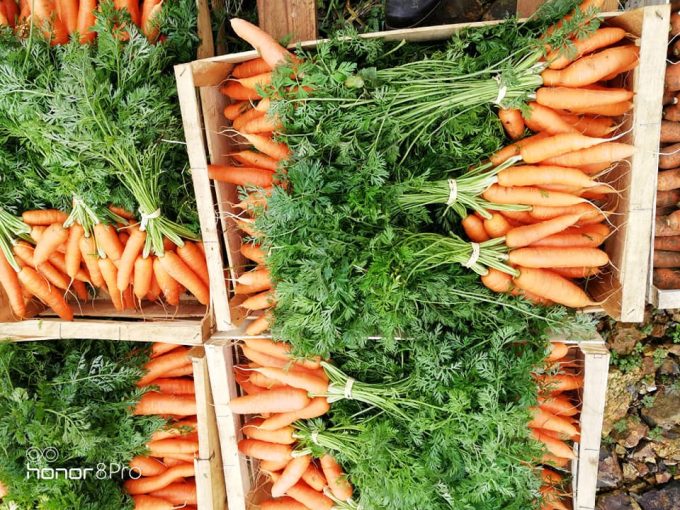 Le Potager de Kergistalen - belles carottes bio