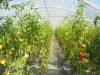 Tomates sous serre
