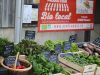 Ferme de l'Éclache - légumes