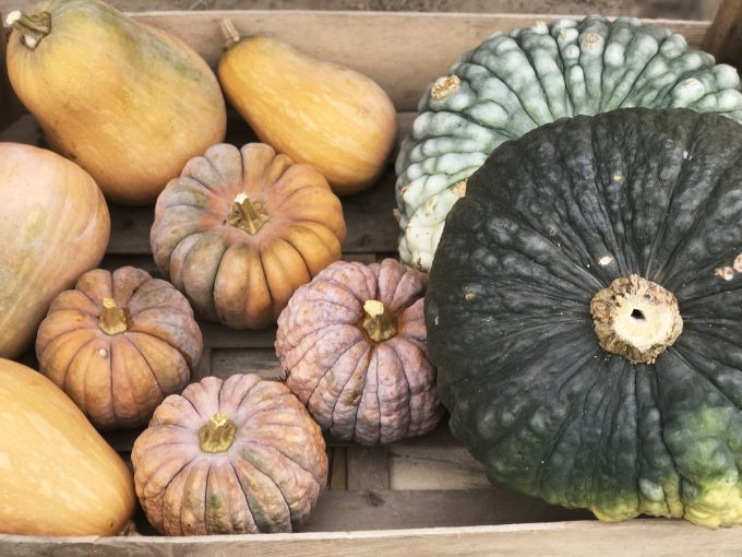 La Ferme des Petits Bonhommes - courges bio