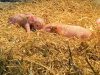 Au Bio Cochon - porcelets