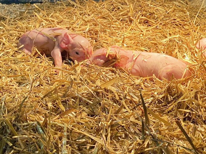 Au Bio Cochon - porcelets