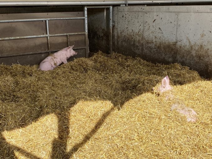 Au Bio Cochon - porcelets sur paille
