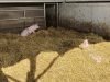 Au Bio Cochon - porcelets sur paille