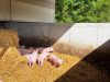 Au Bio Cochon - semi extérieur