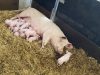 Au Bio Cochon