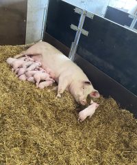 Au Bio Cochon