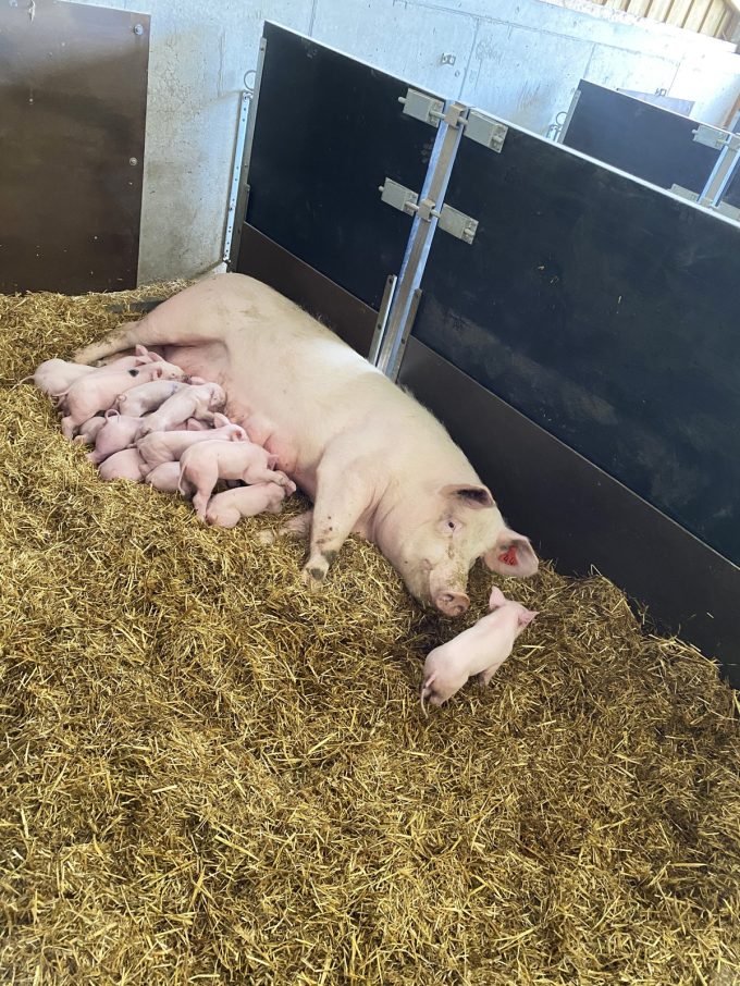 Au Bio Cochon