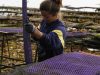 Les Coquillages de l'île de Sein - poches de coquillages