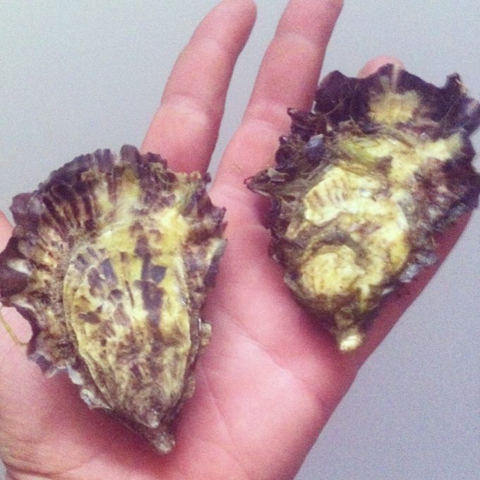 Les Coquillages de l'île de Sein - délicieuses huîtres de l'île de Sein