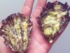 Les Coquillages de l'île de Sein - délicieuses huîtres de l'île de Sein