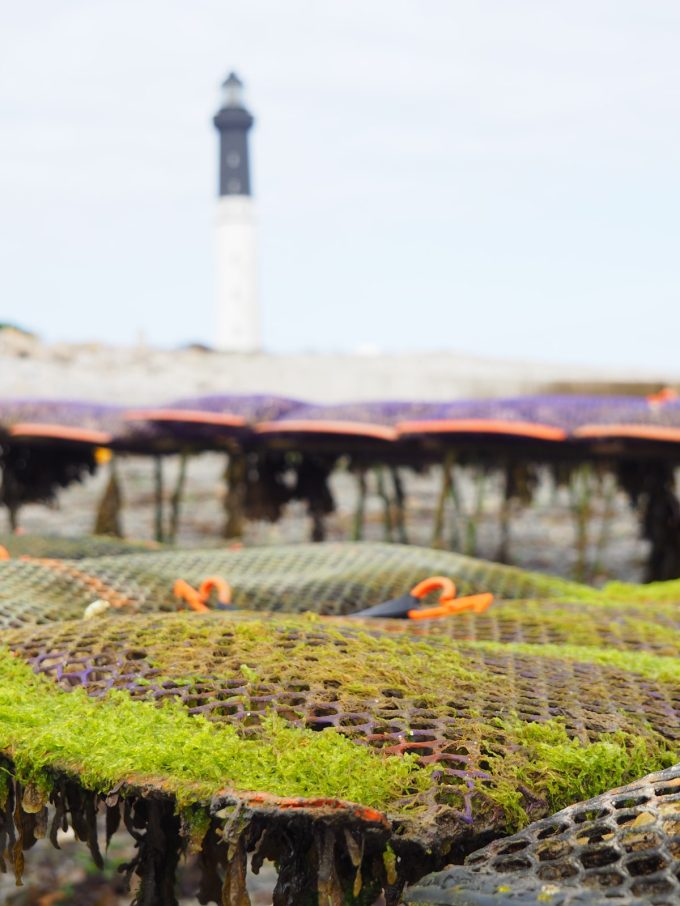 Les Coquillages de l'île de Sein - devant le phare
