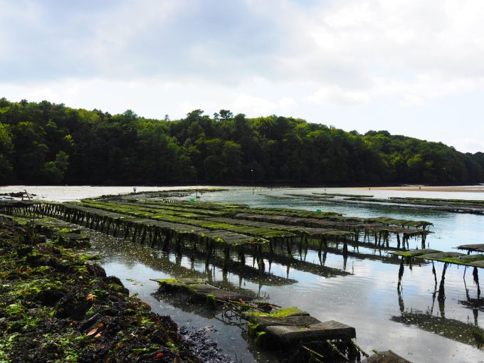 Les Coquillages de l'île de Sein - Riec sur Belon