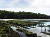 Les Coquillages de l'île de Sein - Riec sur Belon