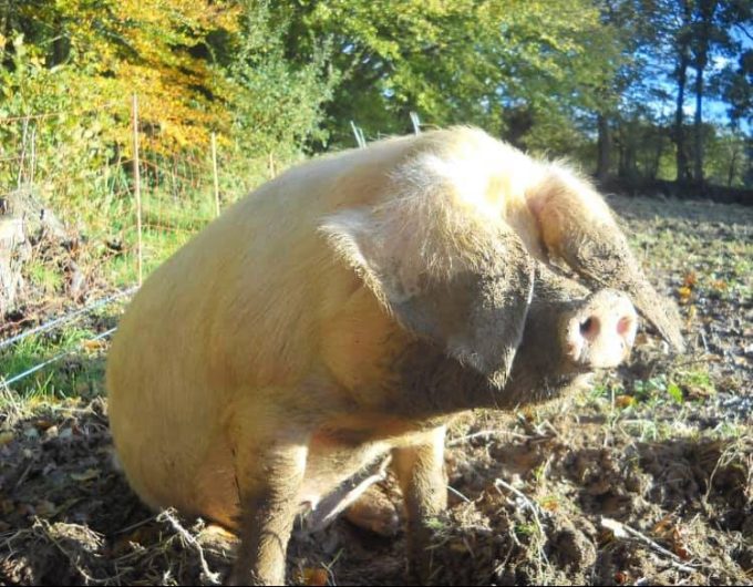 La Ferme de l’Allée Verte