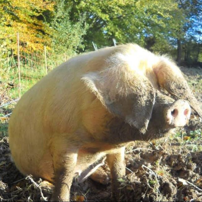 La Ferme de l’Allée Verte