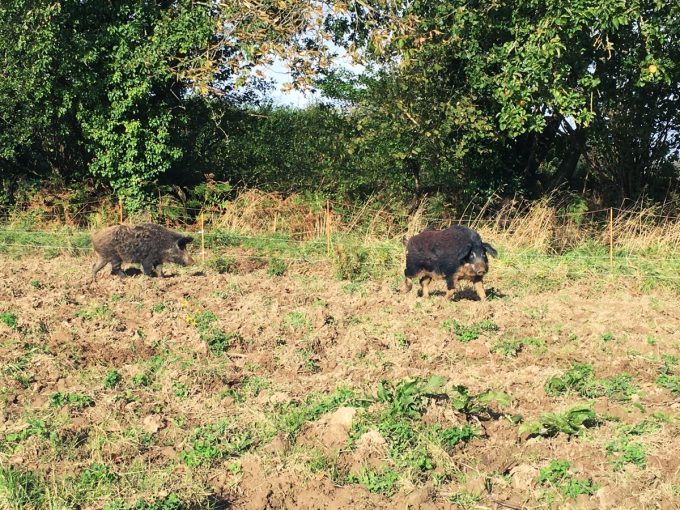 Cochons élevés en extérieur