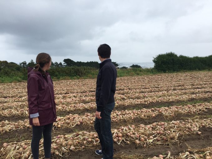 La Ferme de Kergus - champ d'oignons de Roscoff