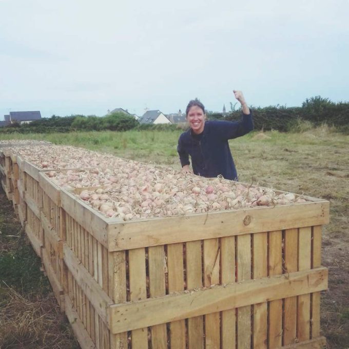 La Ferme de Kergus - récolte d'oignons de Roscoff