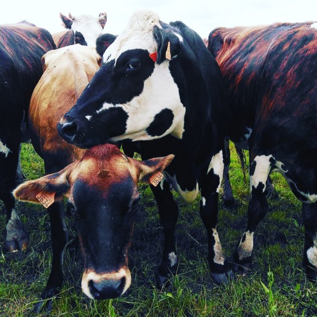 Ferme de la Stèle Gauloise