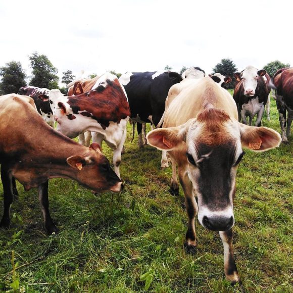 Producteurs locaux - Côtes-d'Armor