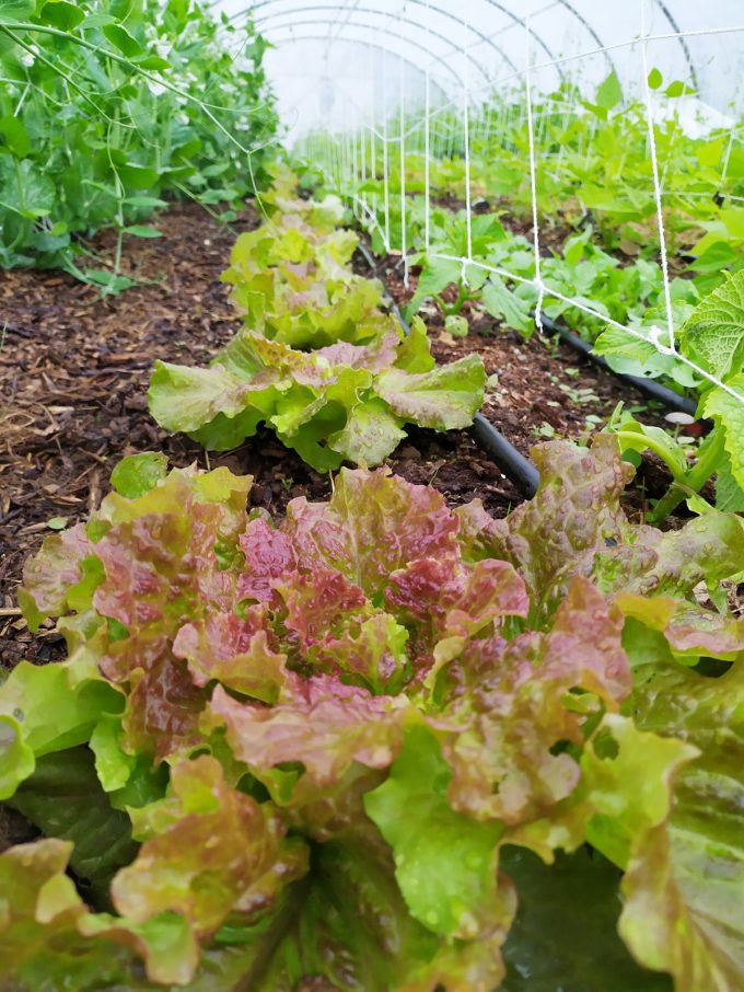 La Ferme de Rouzen - salade