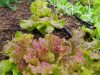 La Ferme de Rouzen - salade