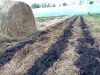 La Ferme de Rouzen - culture sur paillage