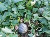 La Ferme de Rouzen - melon