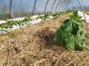 La Ferme de Rouzen - culture sous serre