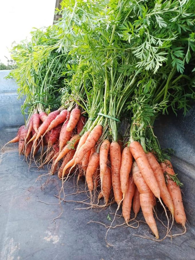 La Ferme de Rouzen - carottes bio