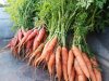 La Ferme de Rouzen - carottes bio