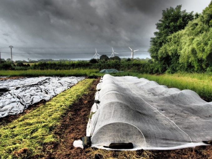 Ferme de Ty Nevez - serre tunnel avant la pluie