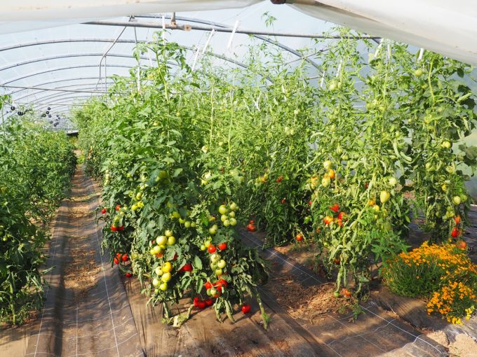 Ferme de Ty Nevez - tomates sous serre bio