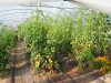 Ferme de Ty Nevez - tomates sous serre bio