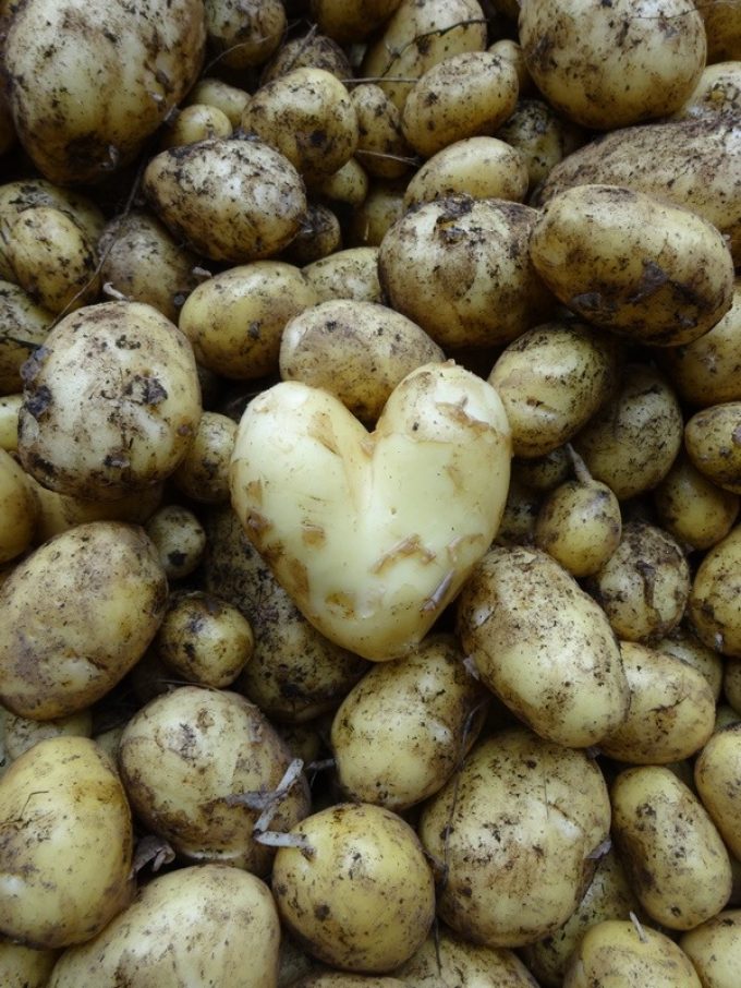 La Ferme de Kerhet - coeur de pommes de terre
