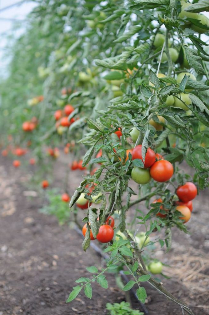 La Ferme de Kerhet - tomates