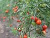 La Ferme de Kerhet - tomates