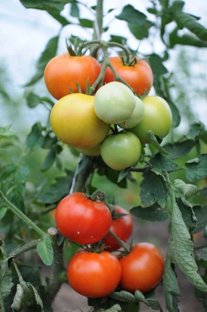 La Ferme de Kerhet - tomates de toutes les couleurs