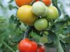 La Ferme de Kerhet - tomates de toutes les couleurs