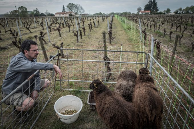 Le Jardin d'Édouard - moutons tondeuse