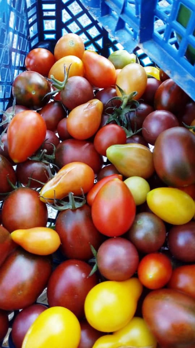 Au Jardin de Clarisse - tomates