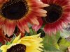 Au Jardin de Clarisse - fleurs