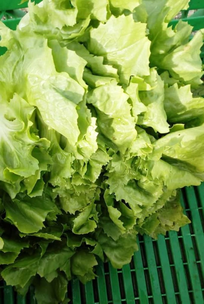 Au Jardin de Clarisse -  salades