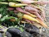 Au Jardin de Clarisse - 